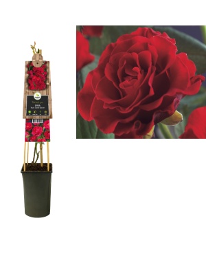 Rozenstruik Rosa 'Paul's Scarlet Climber' - Ø17Cm - ↕75Cm