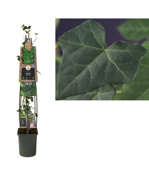 Klimop Hedera Hibernica - Ø23Cm - ↕115Cm