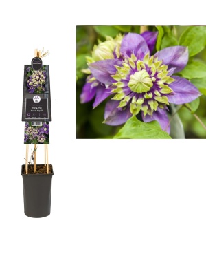 Clematis Florida 'Taiga' Pbr - Ø17Cm - ↕75Cm