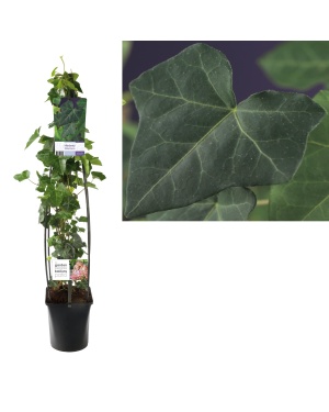 Klimop Hedera Hibernica - Ø23Cm - ↕115Cm