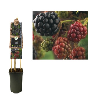 Rubus Braam 'Himalaya' - Ø17Cm - ↕75Cm