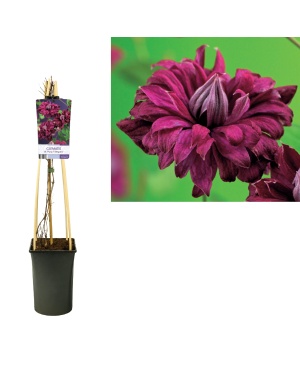 Clematis Vit. 'Purp. P. Elegans' - Ø17Cm - ↕75Cm