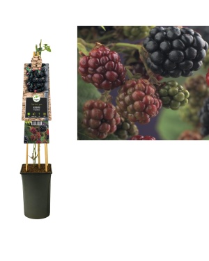 Rubus Braam 'Thornfree' - Ø17Cm - ↕75Cm