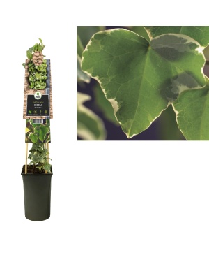 Klimop Hedera H. 'Glacier' - Ø17Cm - ↕75Cm
