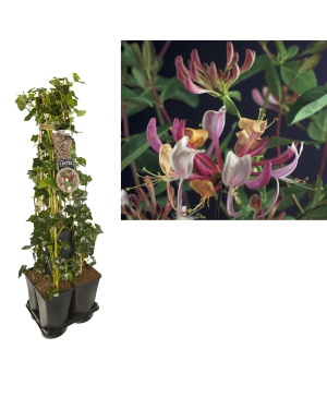 1 Meter Mix Klimop Hedera + Lonicera Per. 'Serotina' - Ø17Cm - ↕90Cm