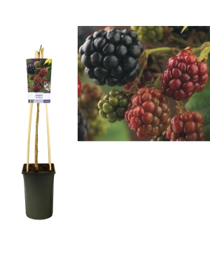 Rubus Braam 'Himalaya' - Ø17Cm - ↕75Cm