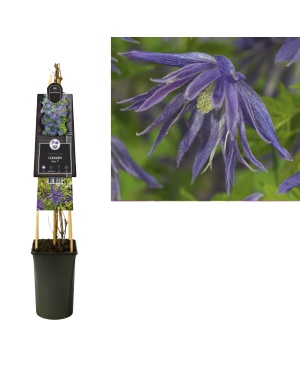 Clematis Spiky Pbr - Ø17Cm - ↕75Cm