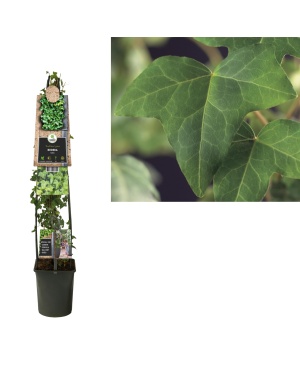 Klimop Hedera Helix - Ø23Cm - ↕115Cm