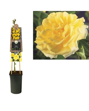 Rozenstruik Rosa 'Golden Climber' - Ø17Cm - ↕75Cm