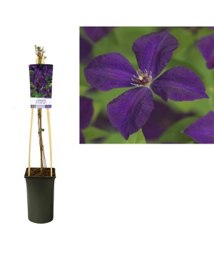 Clematis Vit. 'Polish Spirit' - Ø17Cm - ↕75Cm