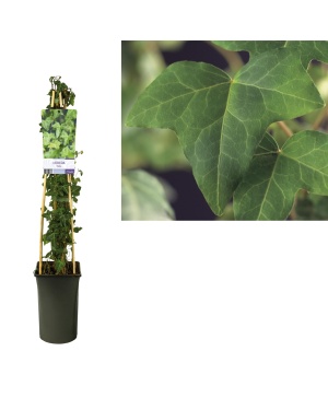 Klimop Hedera Helix - Ø17Cm - ↕75Cm