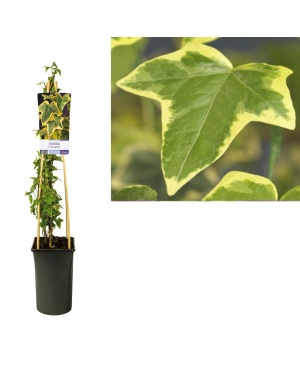 Klimop Hedera H. 'Goldchild' - Ø17Cm - ↕75Cm