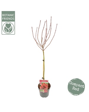 Acer Palm. 'Shaina' - Ø19Cm - ↕85Cm
