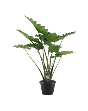 Alocasia Portodora - 140 Cm