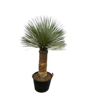 Yucca Rostrata - 150 Cm