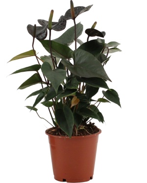 Anthurium Black Love - Ø12Cm - ↕36Cm