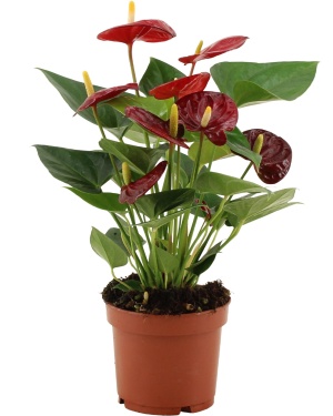 Anthurium Calon - Ø12Cm - ↕36Cm