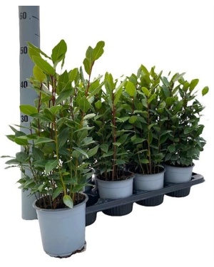 Laurier Laurus Nobilis - Ø14Cm - ↕35Cm
