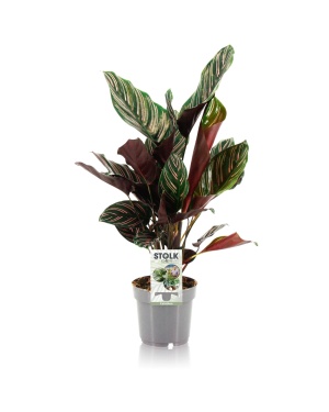 Calathea Ornata - Ø14Cm - ↕45Cm