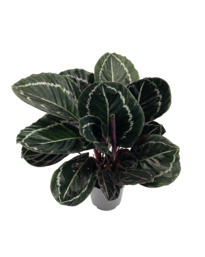 Calathea Roseopicta (Dark) - Ø14Cm - ↕45Cm