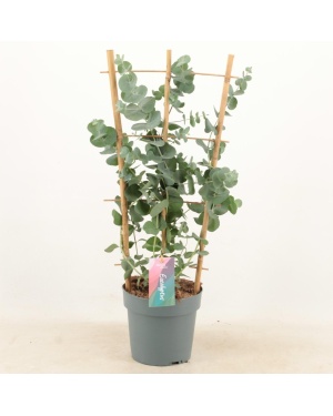 Eucalyptus Cinerea Silver Dollar Rek - Ø17Cm - ↕60Cm