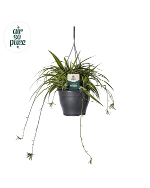 Chlorophytum Com 'Vittatum' Air So Pure® - Ø19Cm - ↕60Cm