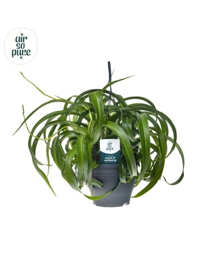 Chlorophytum Com' Green Bonnie' Air So Pure® - Ø19Cm - ↕60Cm