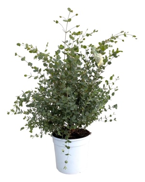 Eucalyptus Gunnii - Ø21Cm - ↕60Cm