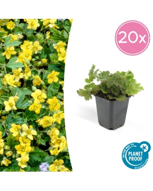 20x Waldsteinia ternata - ↕10-25cm - Ø9cm