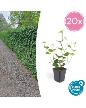 20x Klimop Hedera Hibernica - ↕10-25cm - Ø9cm