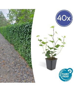 40x Klimop Hedera Hibernica - ↕10-25cm - Ø9cm