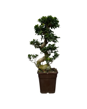 Bonsai XL Ficus Microcarpa Ginseng - 80 Cm