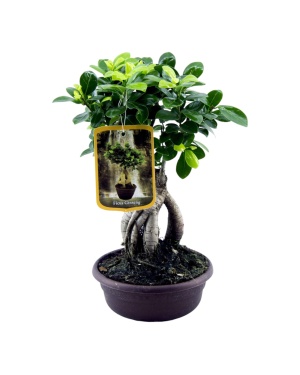 Bonsai Ficus Microcarpa Ginseng - 30 Cm