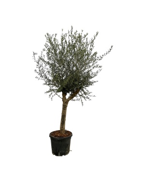 Olijfboom Olea Lorc - 210 Cm