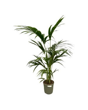 Kentia Palm - 130 Cm