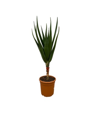 Aloë Barberae - 140 Cm - Ø30Cm