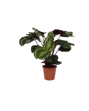 Calathea Medallion - 80 Cm - Ø19Cm