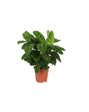 Calathea Zebrina - 80 Cm - Ø19Cm