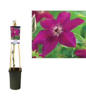 Clematis 'Westerplatte' +Light Label - Ø17Cm - ↕75Cm