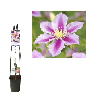 Clematis 'Piilu' +Light Label - Ø23Cm - ↕115Cm