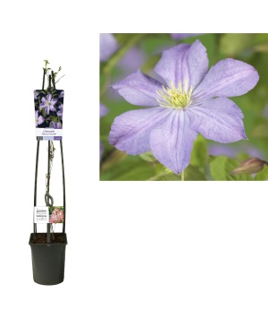 Clematis 'Prince Charles' +Light Label - Ø23Cm - ↕115Cm