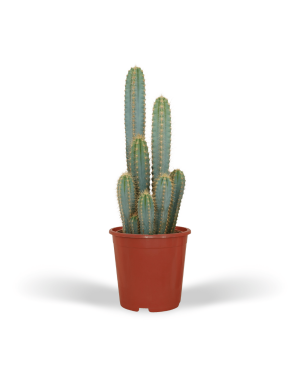 Pilosocereus Azureus Cactus