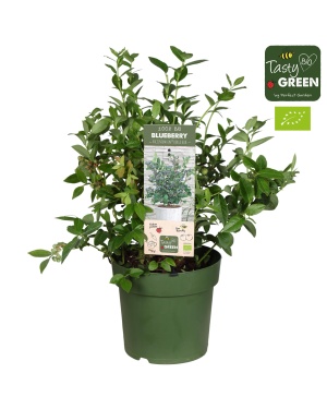 Vaccinium Cor. 'Bingo Blue' Bio P23 - Ø23Cm - ↕50Cm