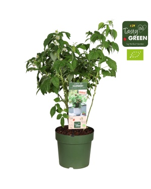 Rubus Low.® 'Little Sweet Sister'® Bio P23 - Ø23Cm - ↕70Cm