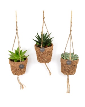 Kokopot String Succulehnt Mix - 3 Stuks - ↕15Cm