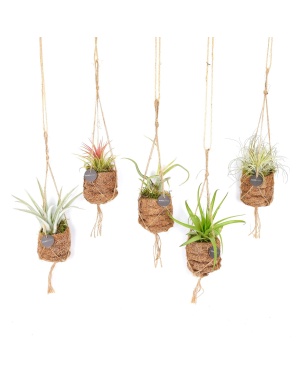 Kokodama Birdnest Tillandsia Mix - 5 Stuks - ↕5Cm