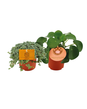 Pilea Duo 15 cm