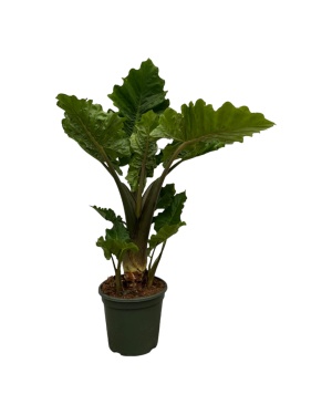Alocasia Low Raider - 75 Cm - Ø26Cm