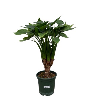 Alocasia Cucullatta Stam - 75 Cm - Ø26Cm