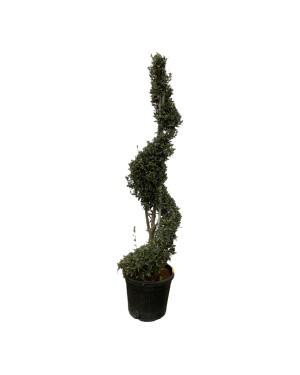Olea Europaea Spiraal - 230 Cm - Ø50Cm